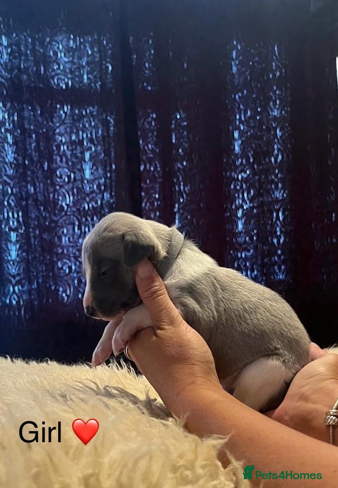 Whippet dogs for sale: Beautiful whippet whippet pups 🥰 - Image 8