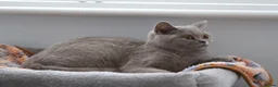 British Shorthair cats for sale: British Shorthair Lilac & Grey Blue Cute Kittens  - Advert 16