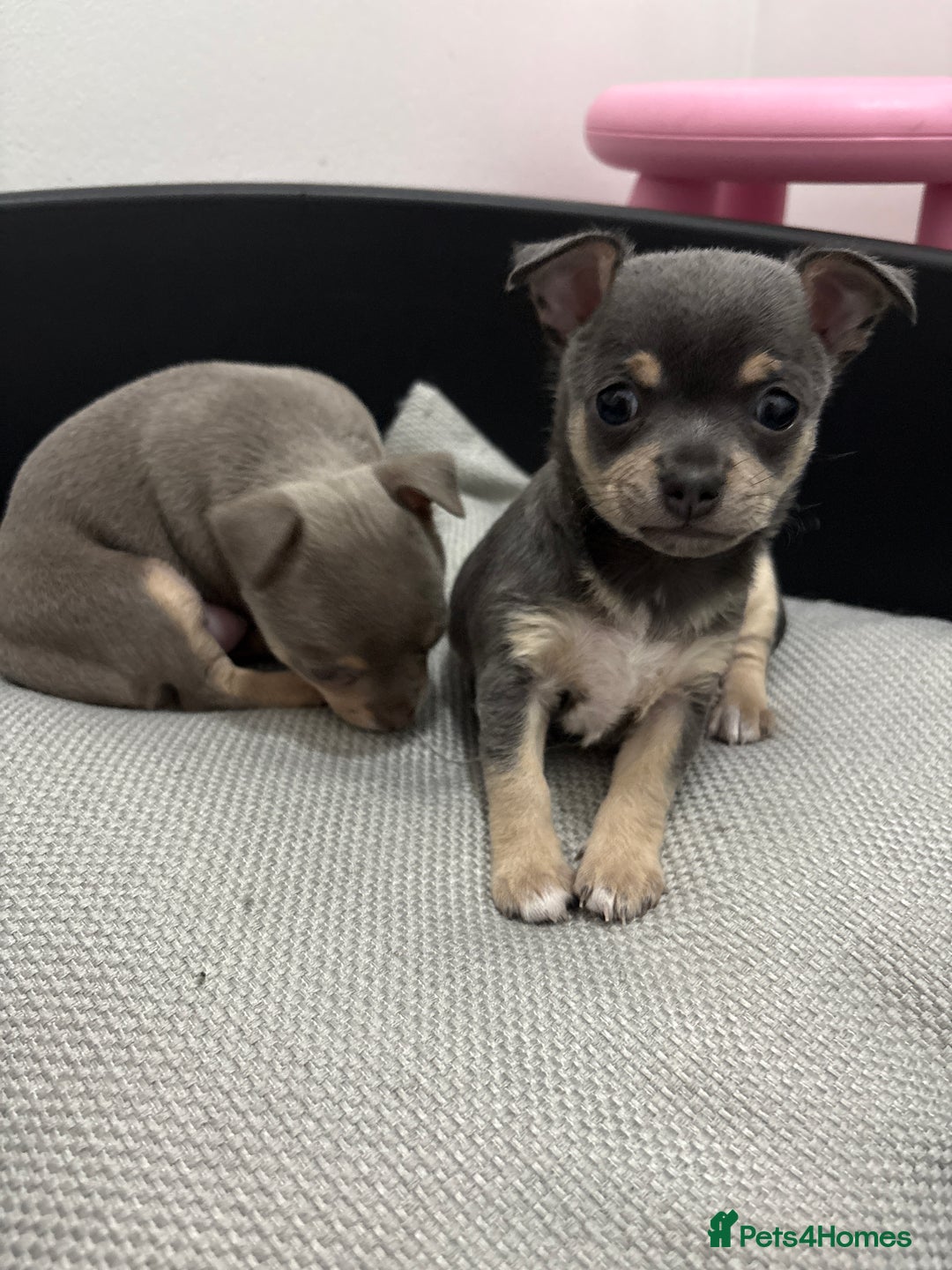 Chihuahua dogs for sale: 1 boy & 1 girl lilac/ grey chihuahuas  - Image 3