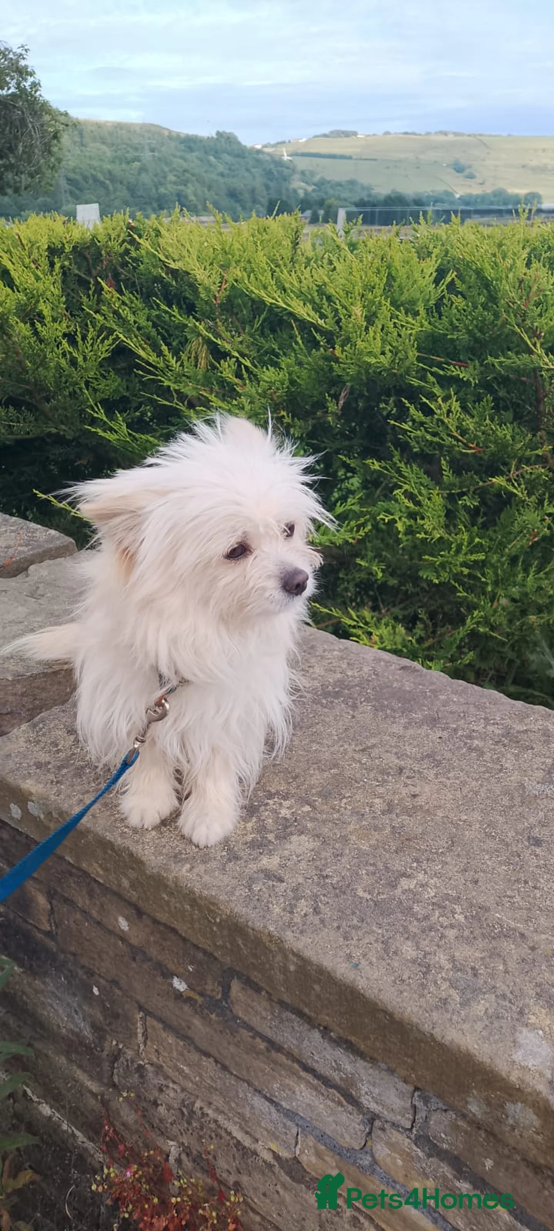Yorkshire Terrier dogs for sale: 9 month old Yorkshire terrier for sale v - Advert 1