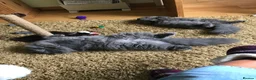 British Longhair cats for sale: Two British longhaired blue adult cats - Advert 3