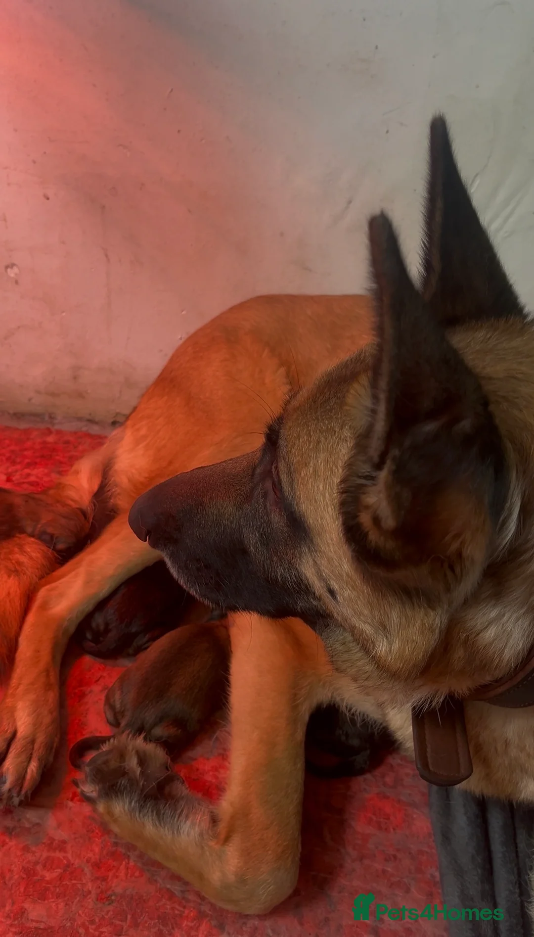 Mixed Breed dogs for sale: Belgian Malinois x German shepherd litter in Caernarfon - Advert 2