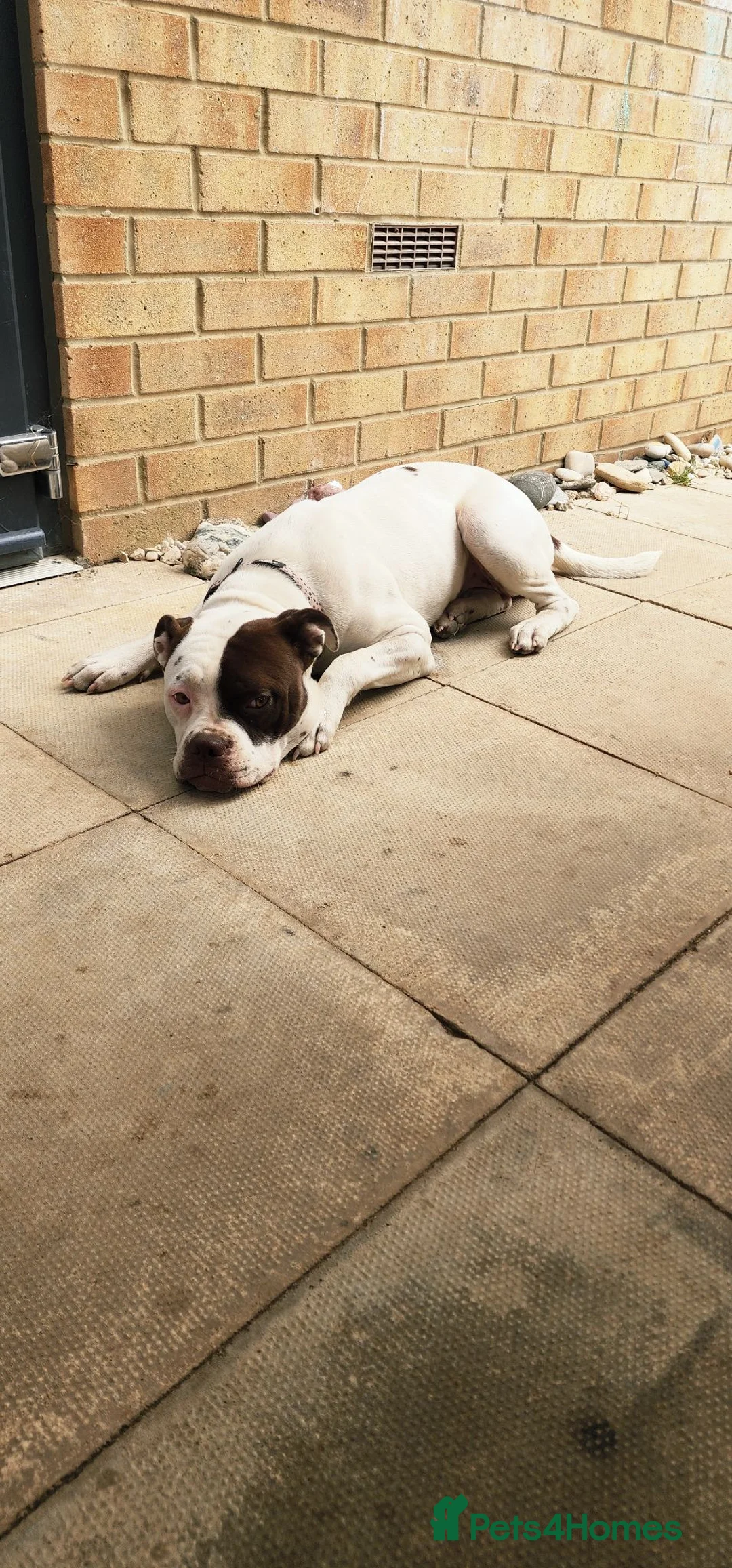 American Bulldog dogs for sale: Zara 7month old female looking for forever home ❤️ in Hull - Advert 2