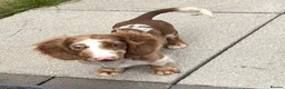 Miniature Dachshund dogs for stud: Long haired miniature dachshund for Stud  - Advert 6