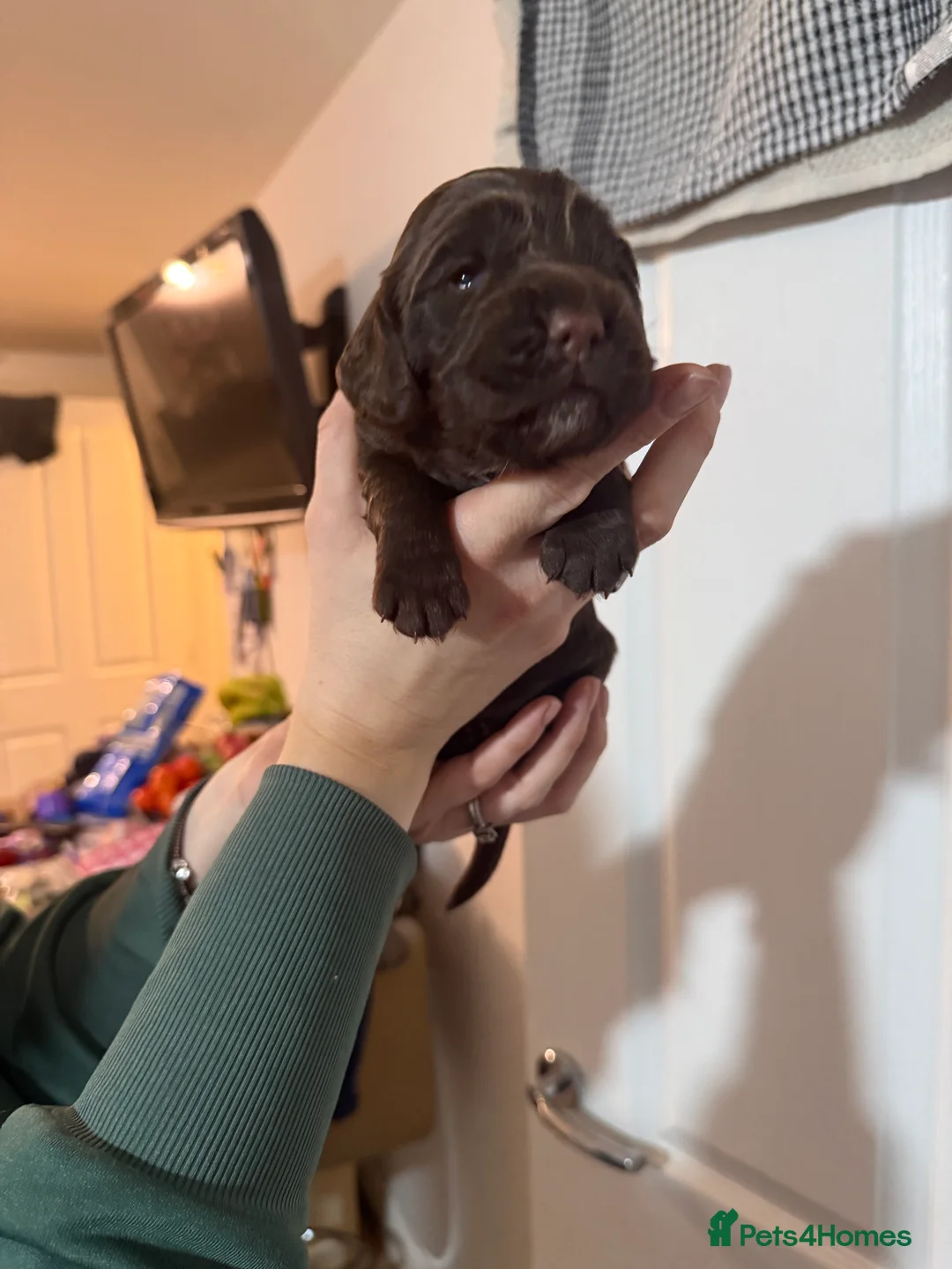 Cocker Spaniel dogs for sale: 3 Cocker Spaniel puppies. AVAILABLE TO VIEW - Advert 26