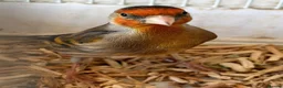 Finches birds for sale: Beautiful Male Goldfinch Mule – For Sale 🐦 - Advert 1