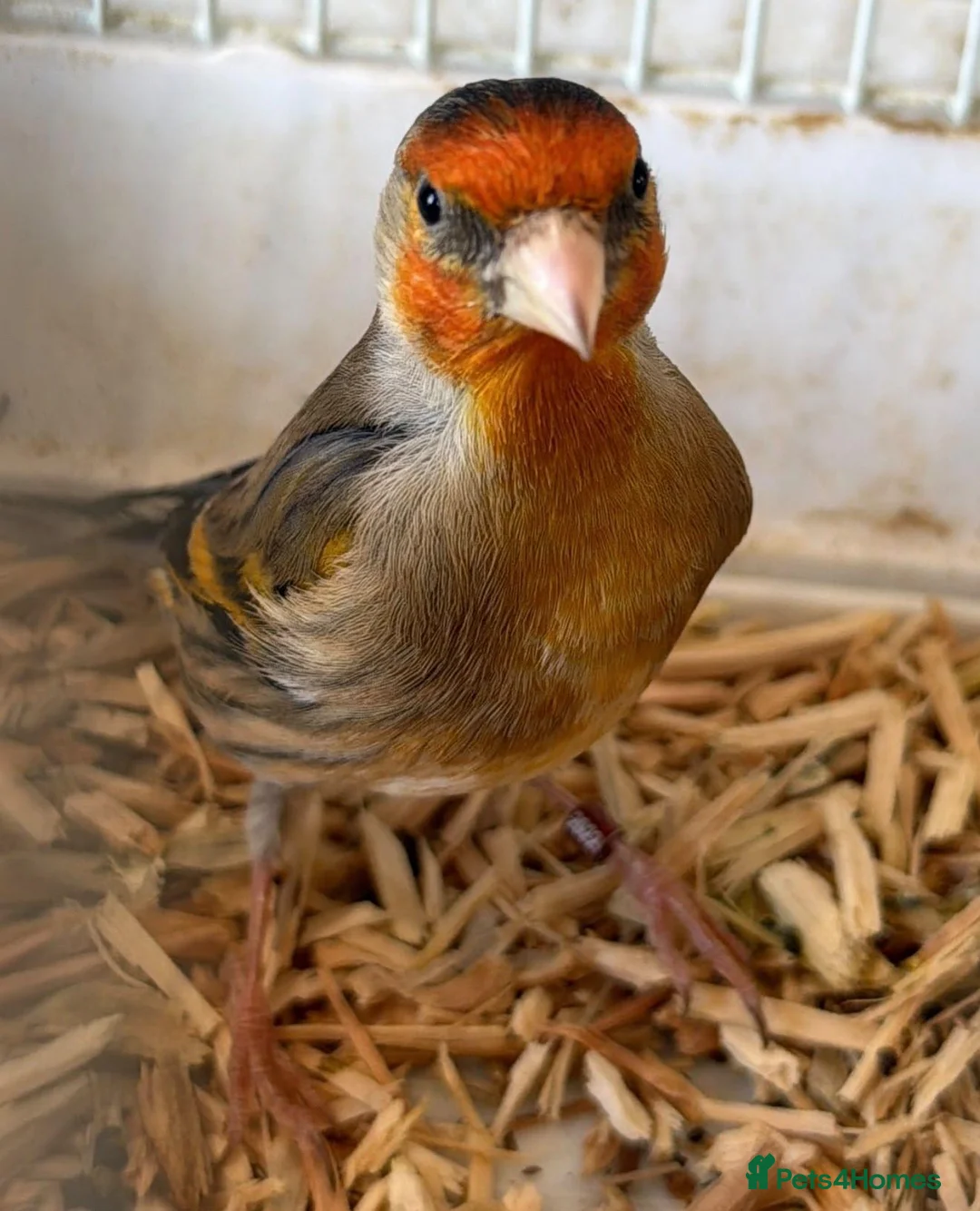 Finches birds for sale: Beautiful Male Goldfinch Mule – For Sale 🐦 - Advert 1