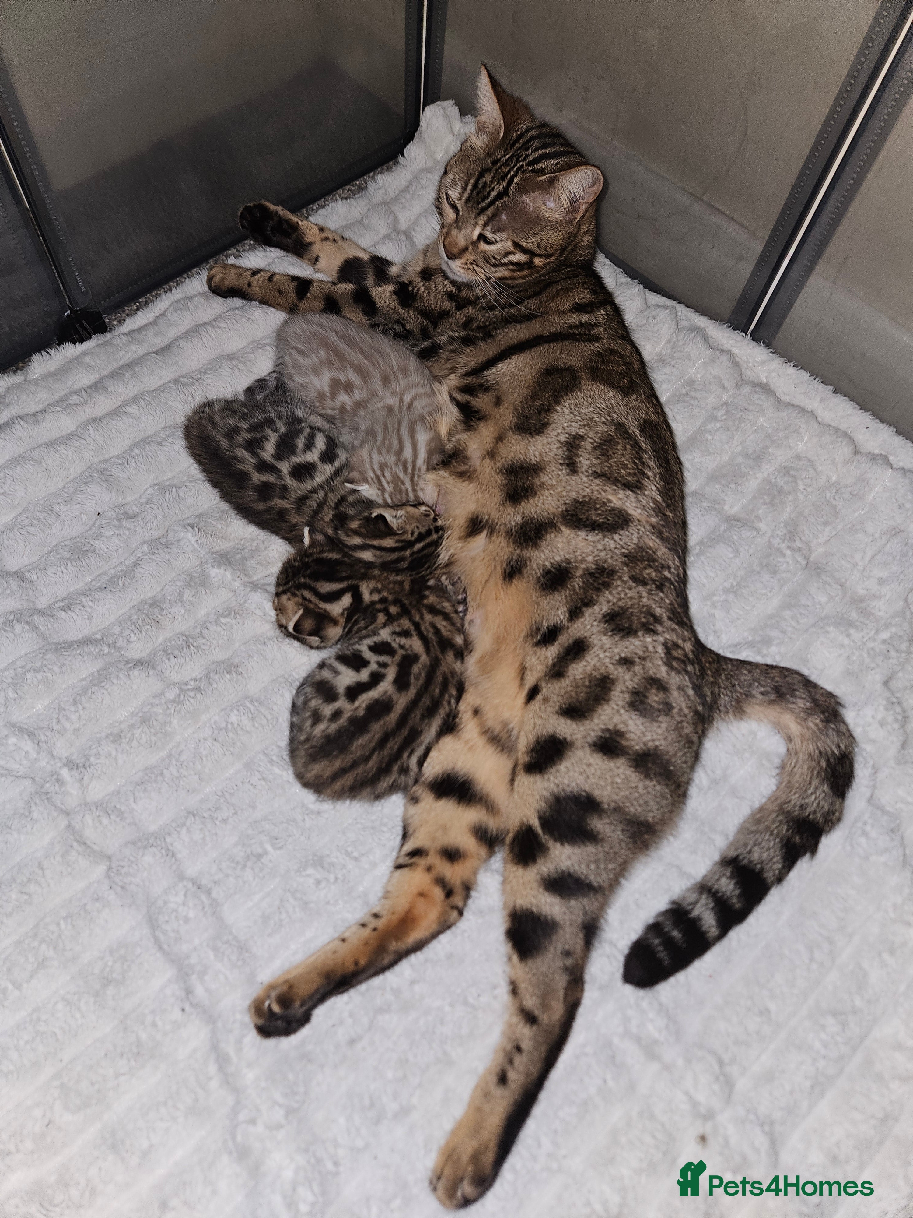 Bengal cats Stunning Bengal Kittens | TICA Registered - Advert 1