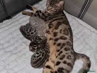 Bengal cats Stunning Bengal Kittens | TICA Registered - Advert 1