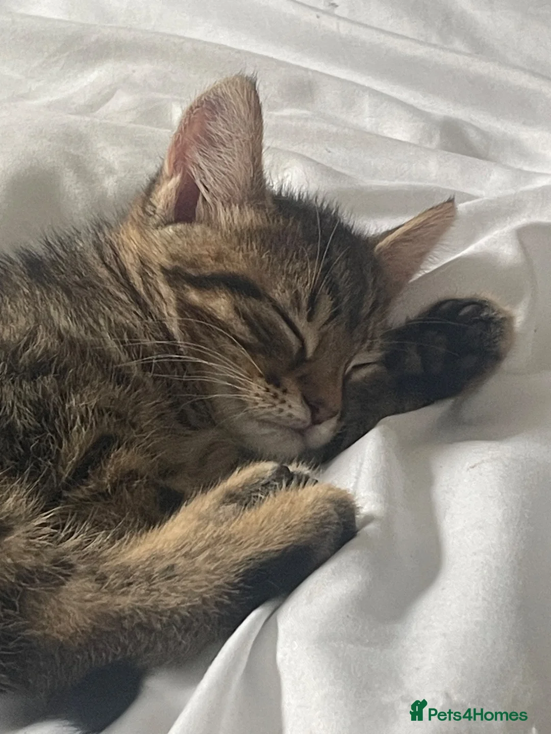 Bengal cats for sale: Bengal Cross Kitten in Dalton-in-Furness - Advert 2