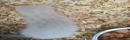 Ferret rodents for sale: 4 white ferrets in Rotherham - Advert 8