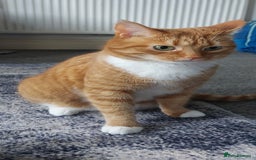 American Shorthair cats for sale: Ginger male cat  - Image 1