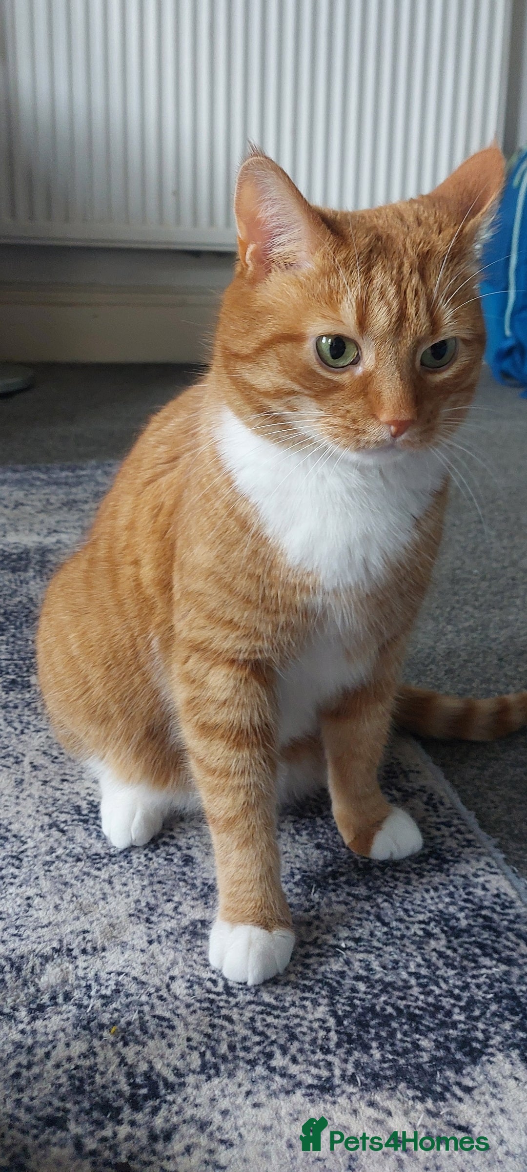 American Shorthair cats for sale: Ginger male cat  - Image 1