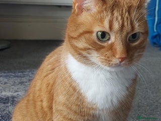 American Shorthair cats - Advert 5