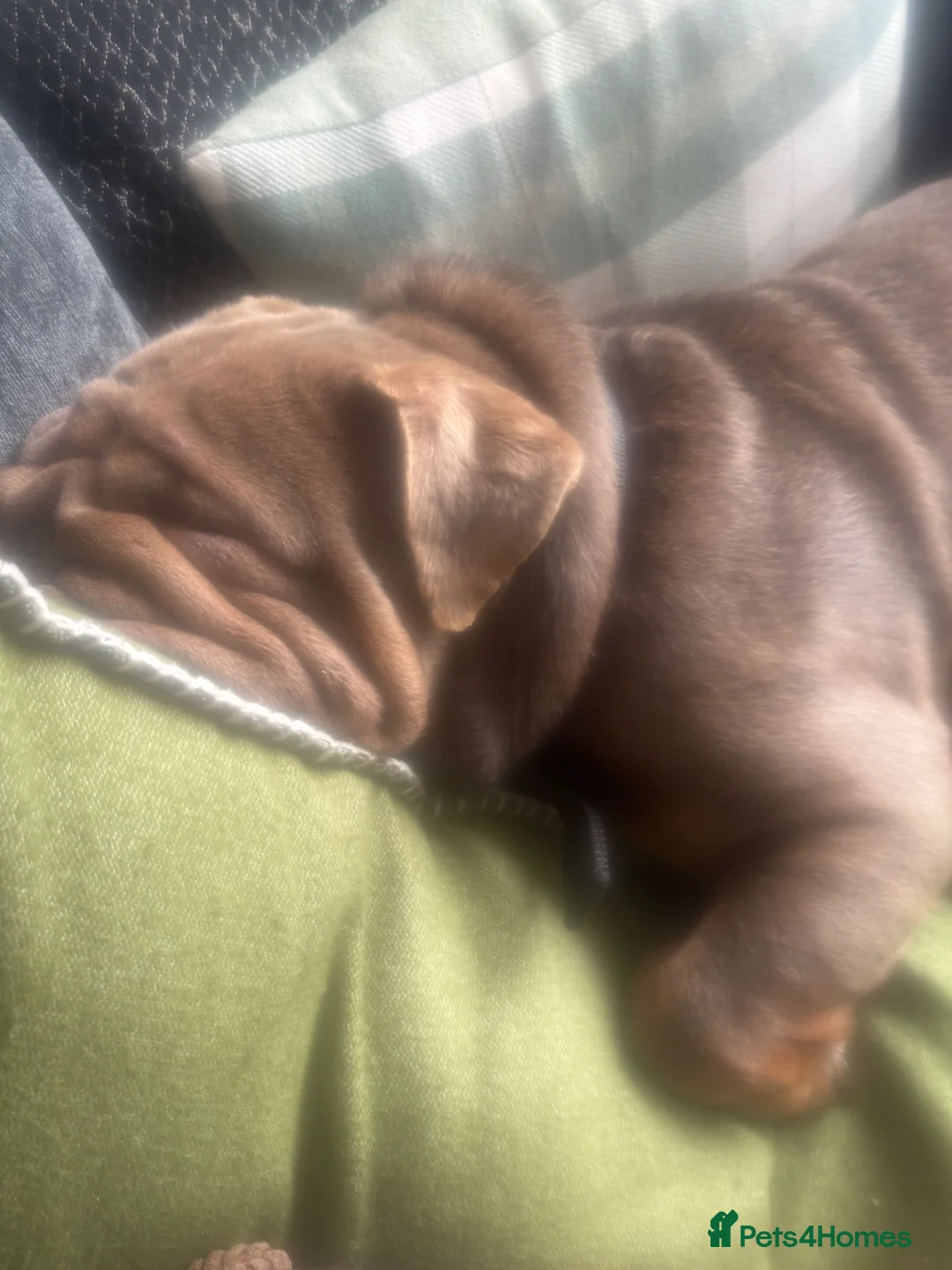 English Bulldog dogs for sale: English bulldog for rehome  - Advert 5