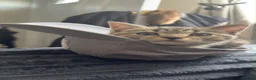 Mixed Breed cats for sale: X4 British Shorthair X Tabby Kittens - Advert 7
