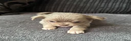 Chihuahua dogs for sale: Gorgeous lilac puppies  - Advert 7