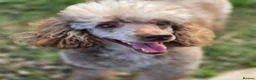Miniature Poodle dogs for sale: Moyen poodle ready now 💙 in Aberdeen - Advert 4
