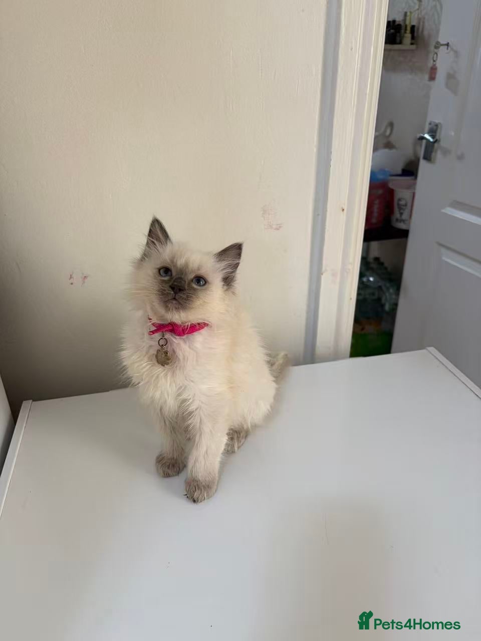 Ragdoll cats Ragdoll cat - Advert 1