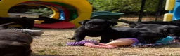Labrador Retriever dogs for sale: Quality Labrador pups. Health tested parents - Advert 10