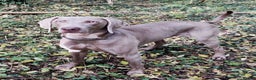 Weimaraner dogs for stud: 🔥super stud🔥Hipscored🔥KC reg in Woodbridge - Advert 23