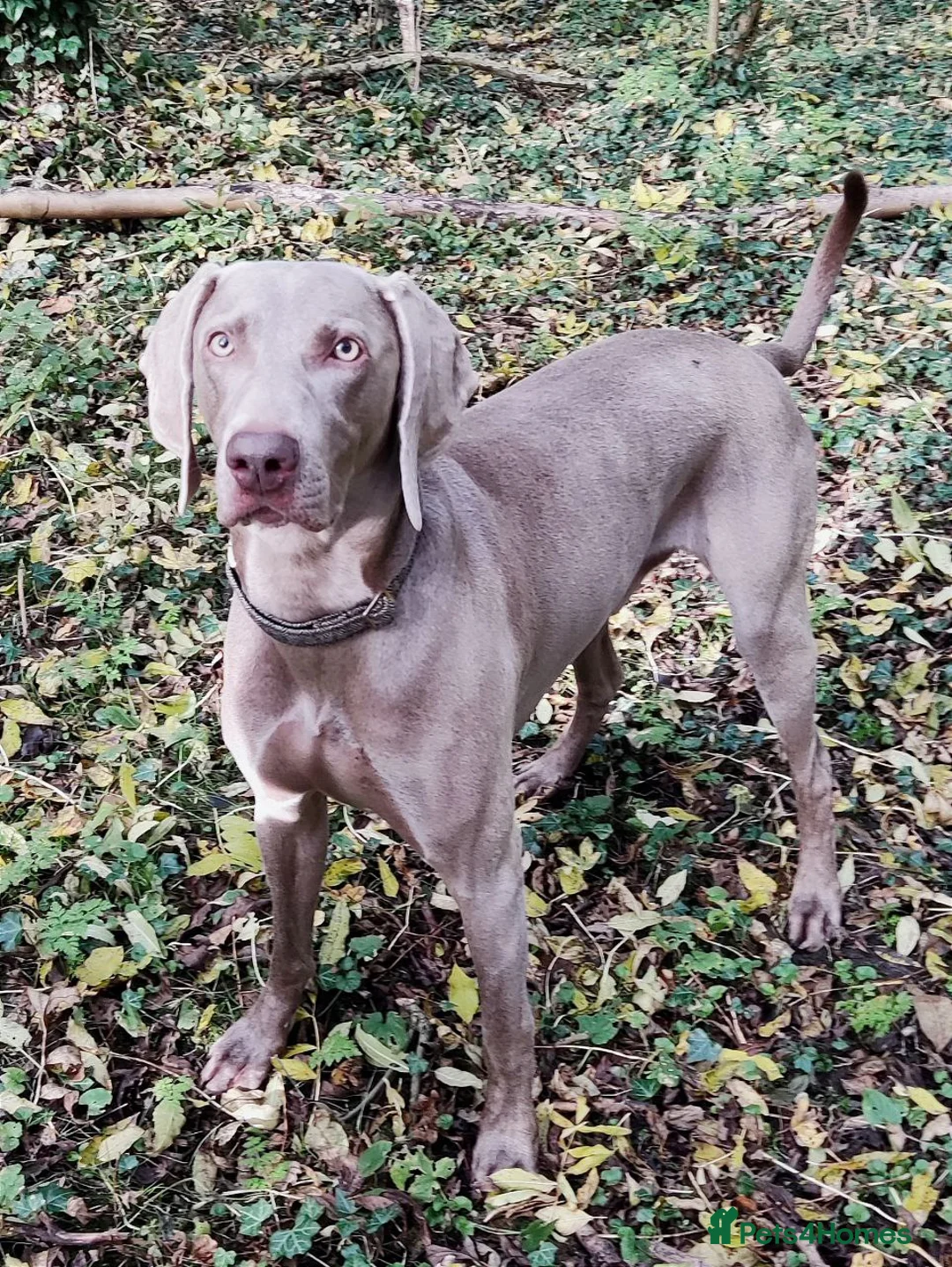 Weimaraner dogs for stud: 🔥super stud🔥Hipscored🔥KC reg in Woodbridge - Advert 23