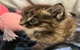 Maine Coon cats for sale: Stunning Half Maine coon kittens  - Image 30