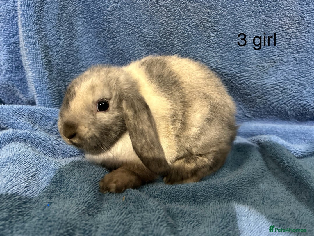 Dwarf Lop rabbits for sale: Mini x dwarf baby lop rabbits  - Advert 8