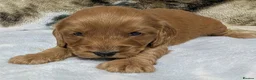 Cockapoo dogs for sale: Stunning DNA clear F1 Cockapoo puppies  - Advert 11