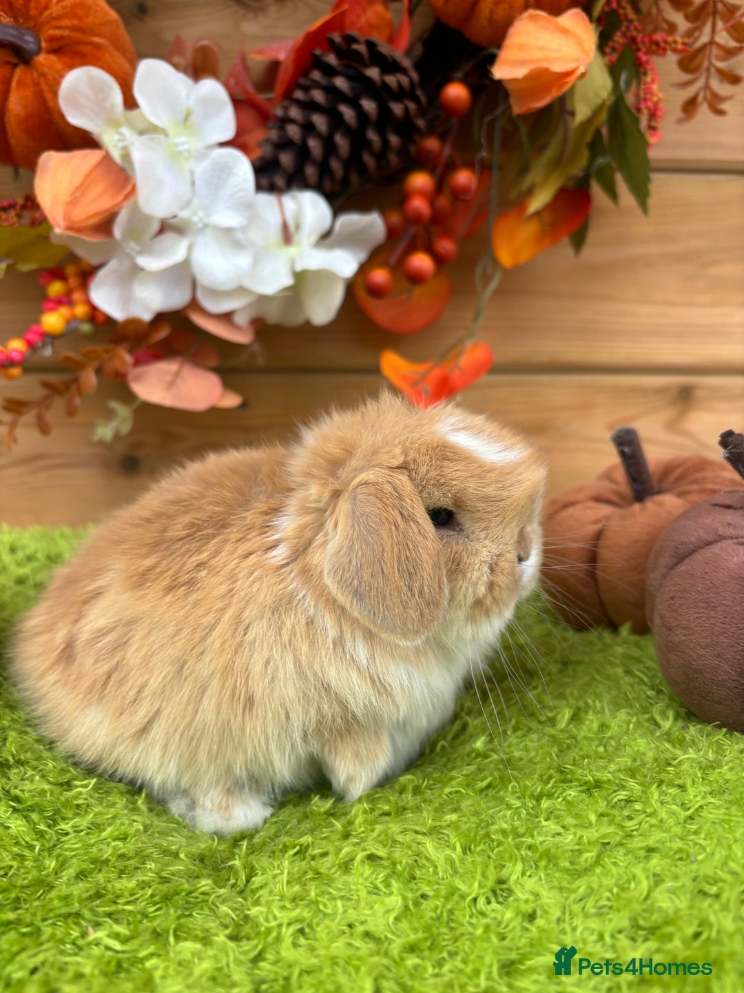 Mini Lop rabbits for sale: Well Socialised Mini Lops - Advert 2