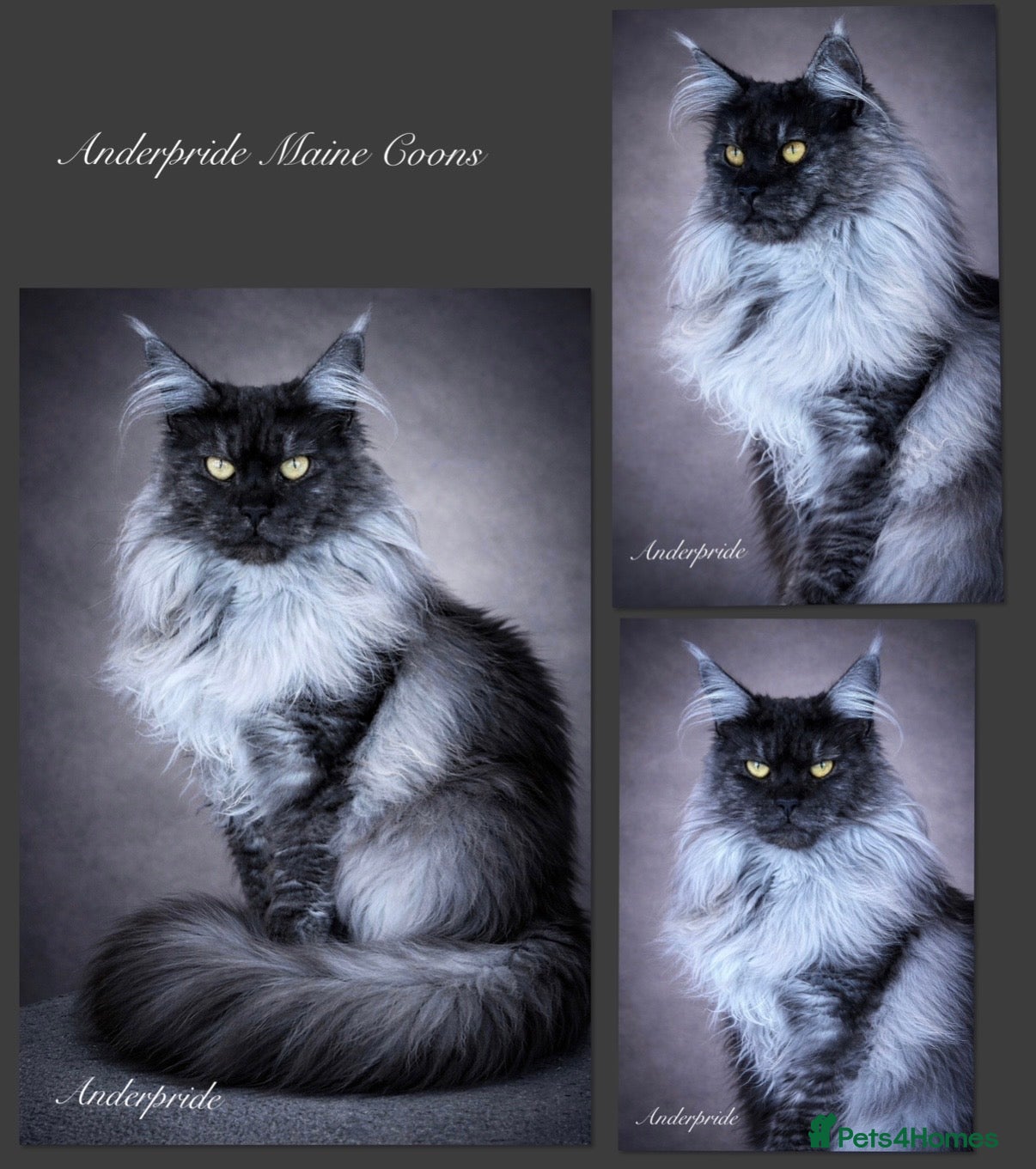 Maine Coon cats Anderpride waiting list is open 📣.  - Advert 2