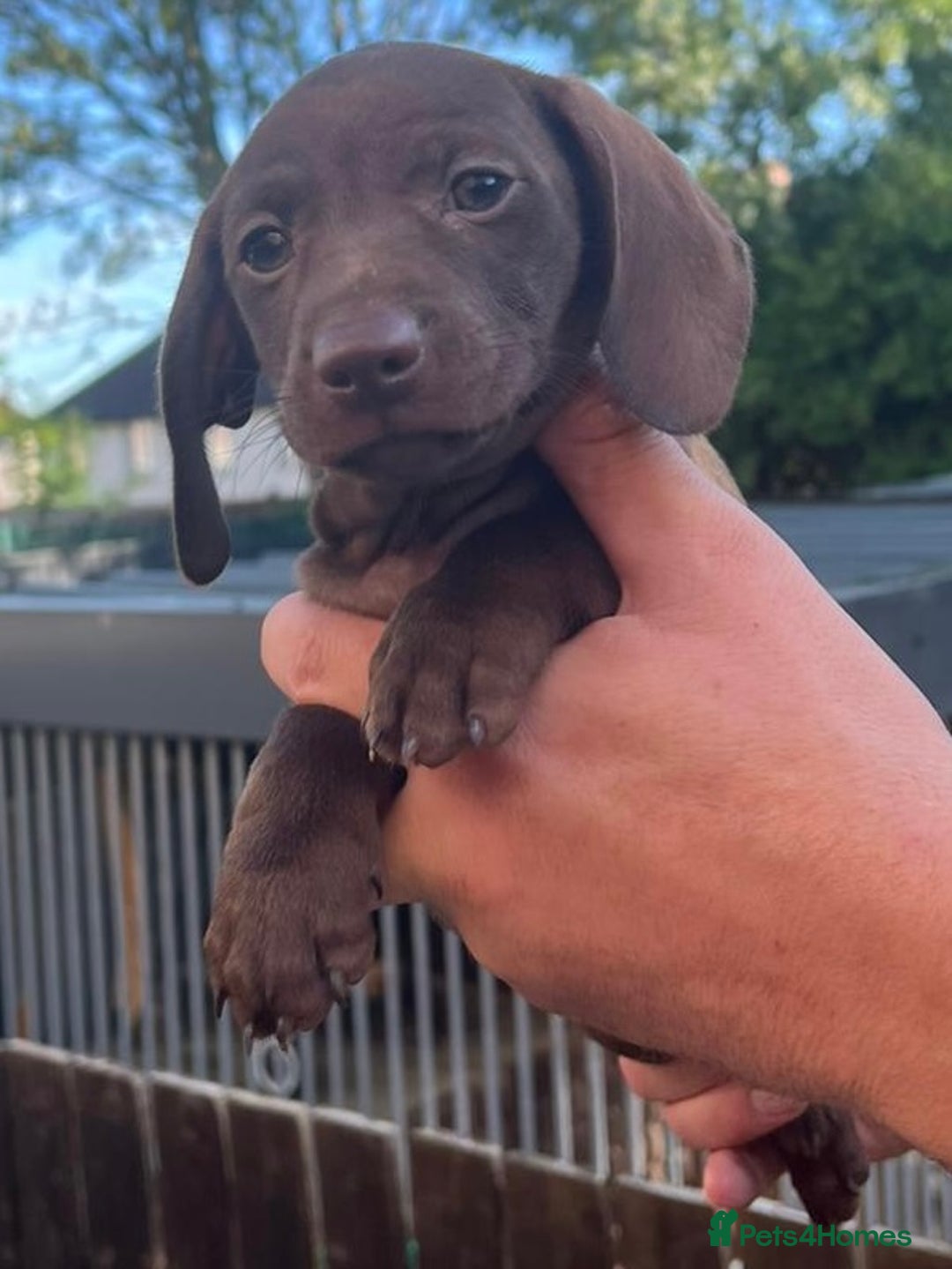 Dachshund dogs for sale: Min dachshund x teckel ( standered dachshund) - Image 16