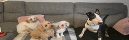 Poochon dogs for sale: 9 month old poochon - Advert 2