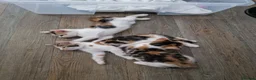 Mixed Breed cats for sale: Handsome Ginger Boy & Adorable Calico Girl - Advert 12