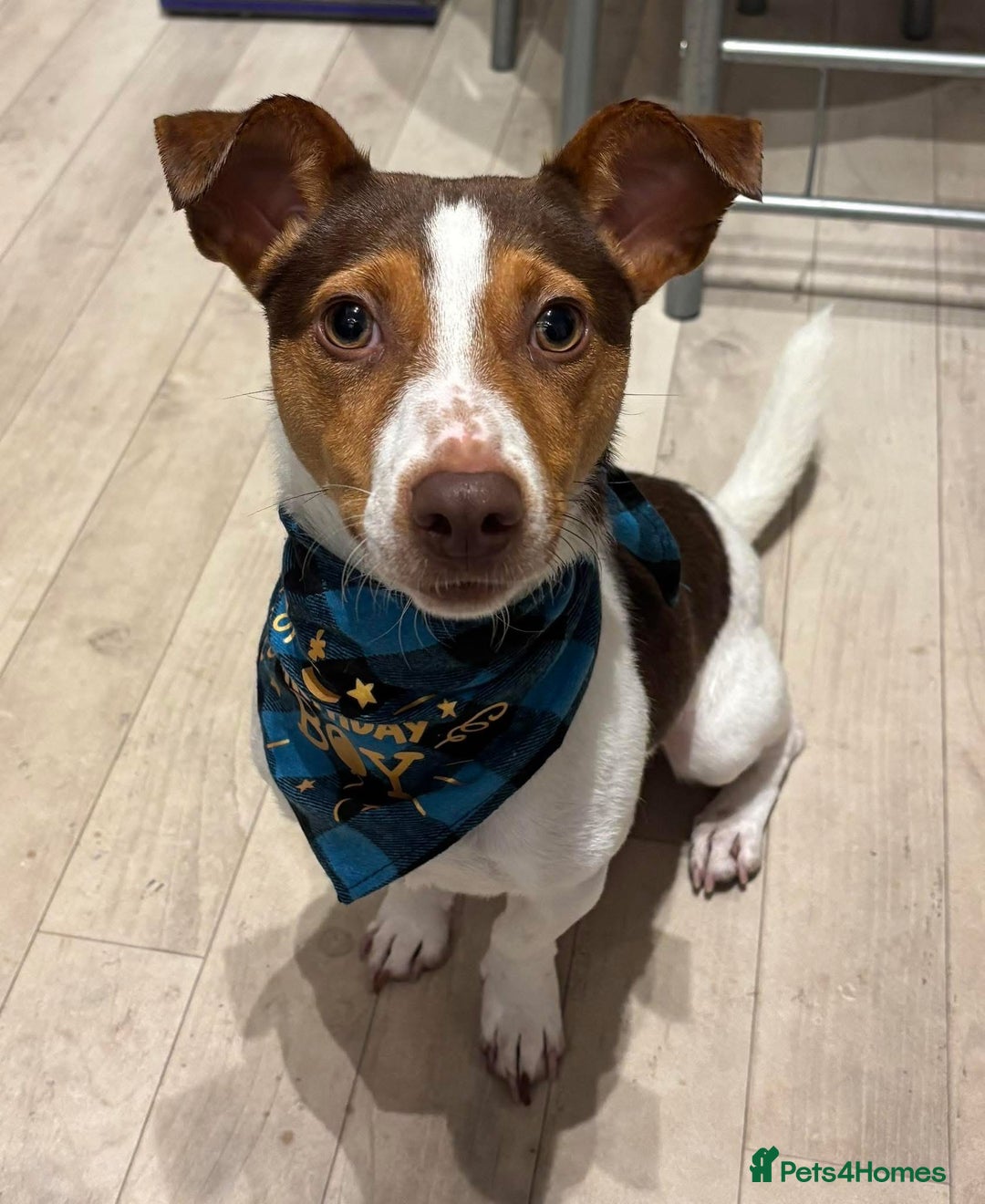 Jack Russell dogs for sale: DONJACKS PUPPIES ON THE WAY!! - Advert 20