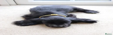 Cocker Spaniel 1