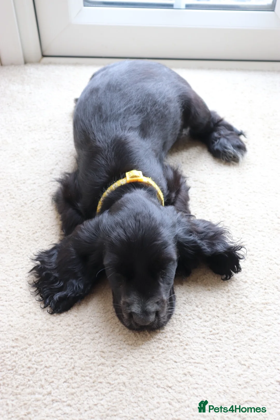 Cocker Spaniel dogs for sale: Female show cocker spaniel - Advert 2
