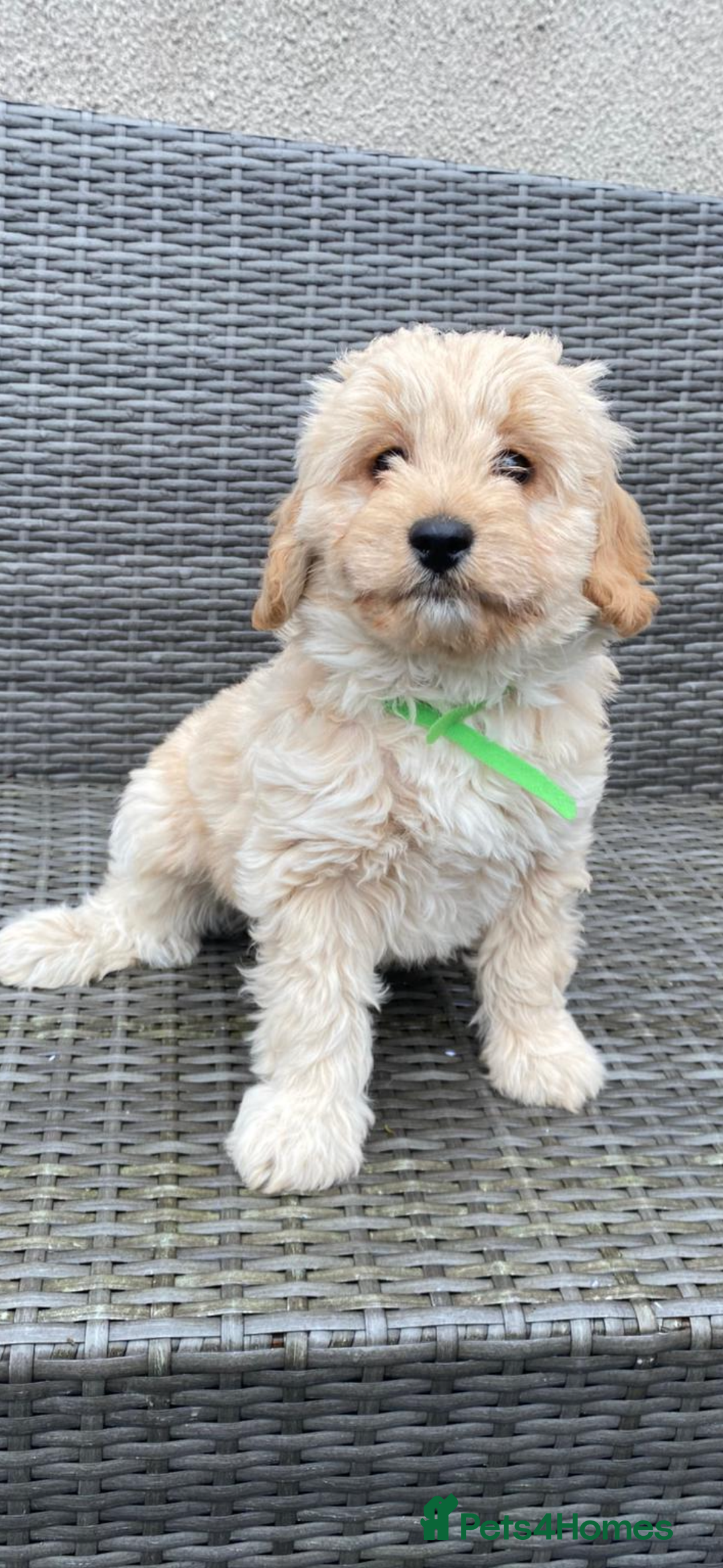 Cavapoochon dogs for sale: Cavapoochon Pups For Sale - Advert 4