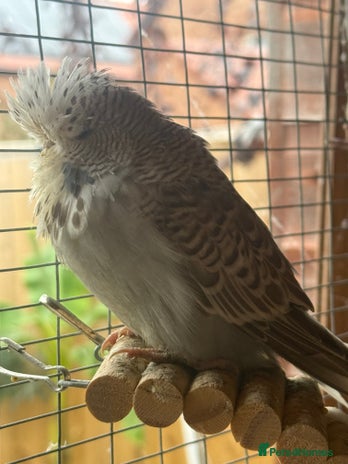 Budgerigars birds - Advert 15