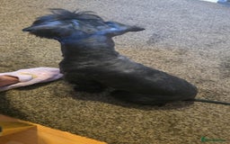 Mixed Breed dogs for sale: Shnorky - Image 6