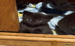 Domestic Shorthair cats for sale: Male and female kittens  - Image 3
