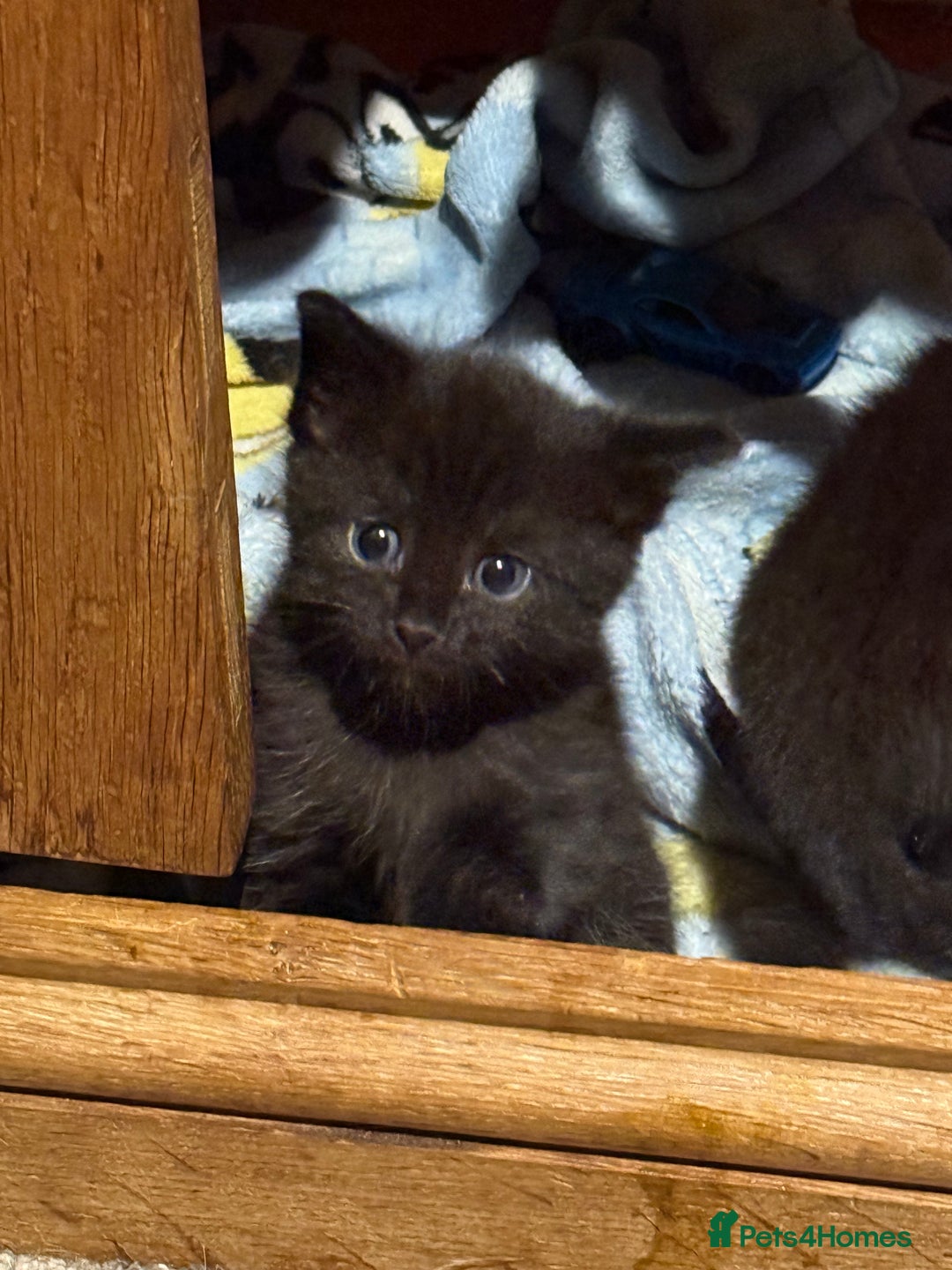Domestic Shorthair cats for sale: Male and female kittens  - Image 3