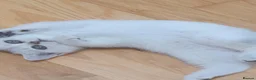 British Shorthair cats for sale: ✨British Shorthair Silver‑Shaded Chinchilla Kitten - Advert 6