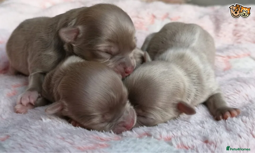 Chihuahua dogs for stud: Lilac and tan Russian import stud dog DNA tested in Rotherham - Advert 17