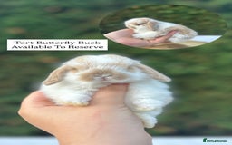 Mini Lop rabbits for sale: LAST 2 BUCKS AVAILABLE in Bury Saint Edmunds - Image 2