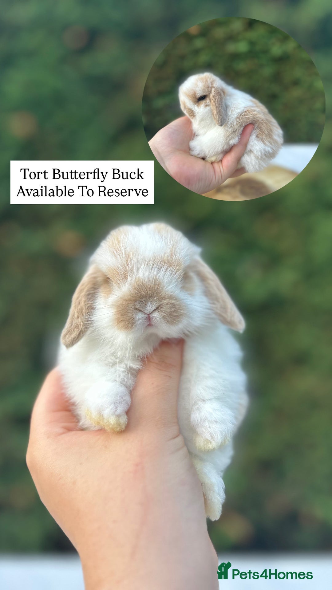 Mini Lop rabbits for sale: LAST 2 BUCKS AVAILABLE in Bury Saint Edmunds - Image 2