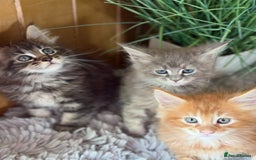Maine Coon cats for sale: Stunning pedigree maincoon kittens  - Image 11