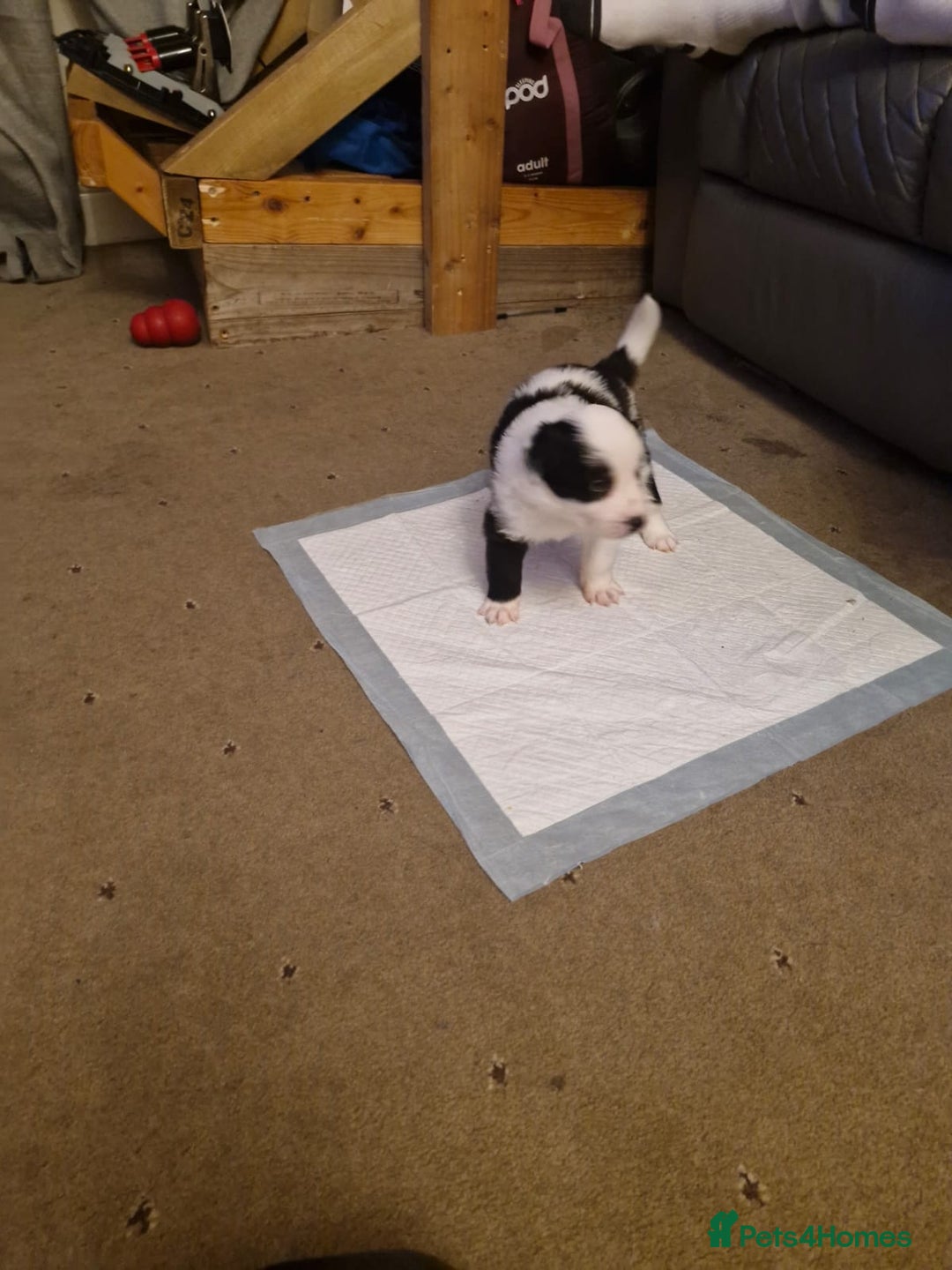 Border Collie dogs for sale: 2 X male border collie pups for sale - Image 11