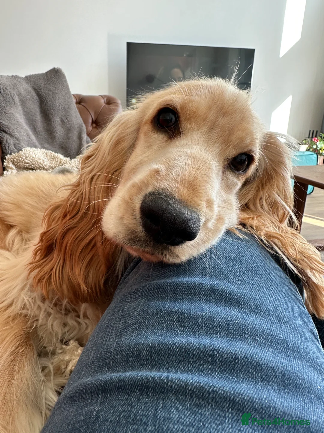 Cocker Spaniel dogs for sale: Beautiful Show Cocker 9months old   in Nairn - Advert 2