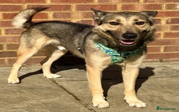 German Shepherd dogs for adoption: Wallie: Saved in the Final Moments - Image 11